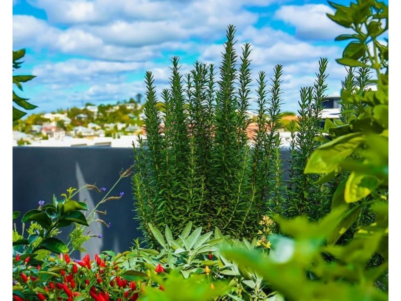 509/31 Longland Street, Newstead QLD 4006