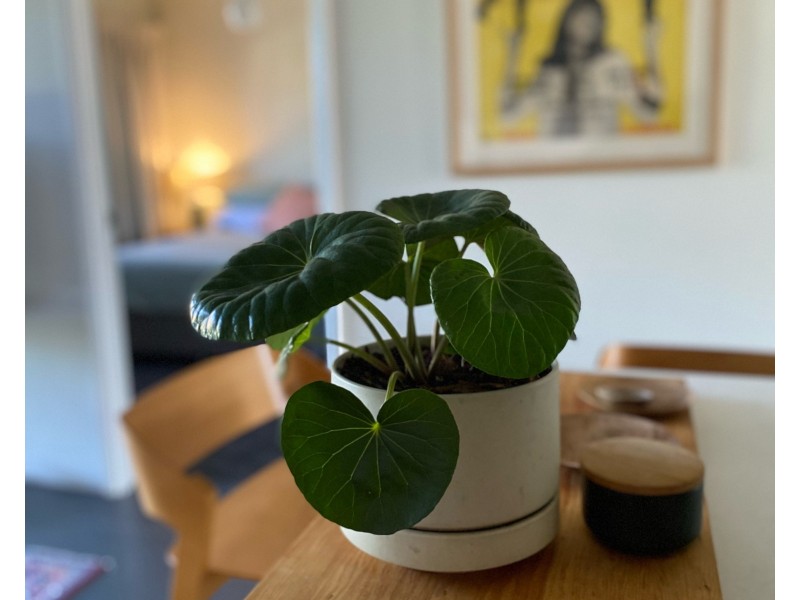 9/66 Merthyr Road, New Farm QLD 4005