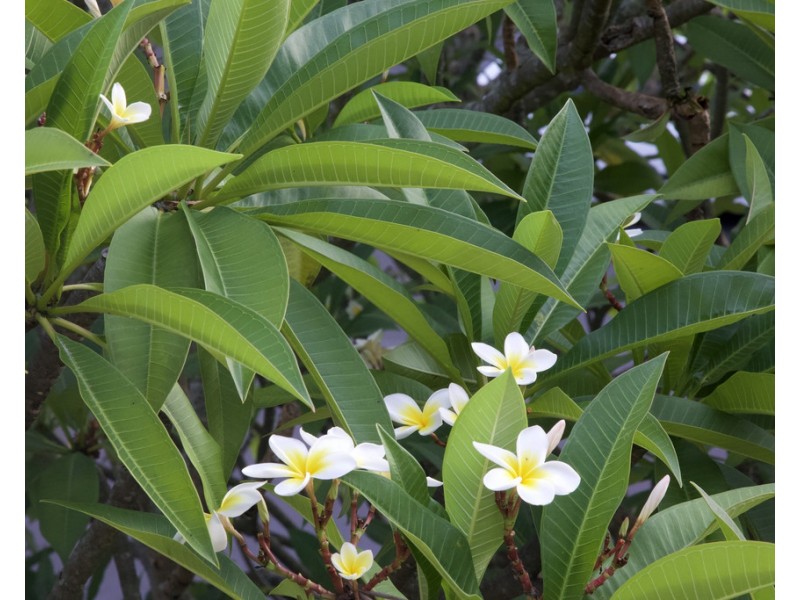 9/66 Merthyr Road, New Farm QLD 4005