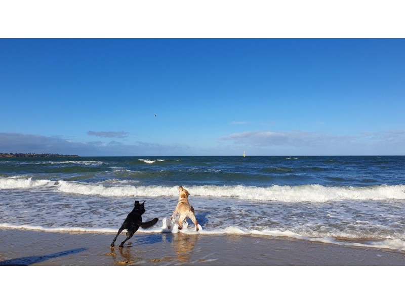 126 Como Parade West, Parkdale VIC 3195