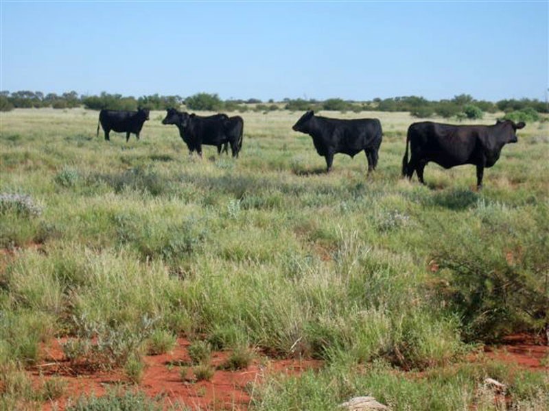 . Lasseter Highway, Alice Springs NT 0872