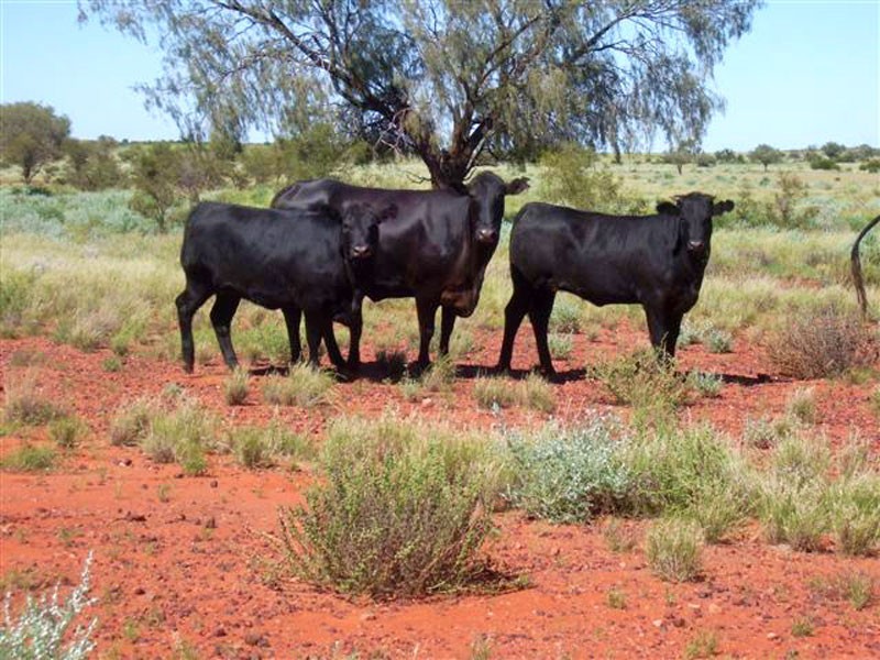 . Lasseter Highway, Alice Springs NT 0872