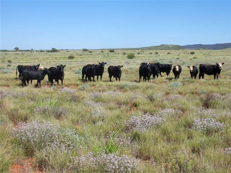 . Lasseter Highway, Alice Springs NT 0872