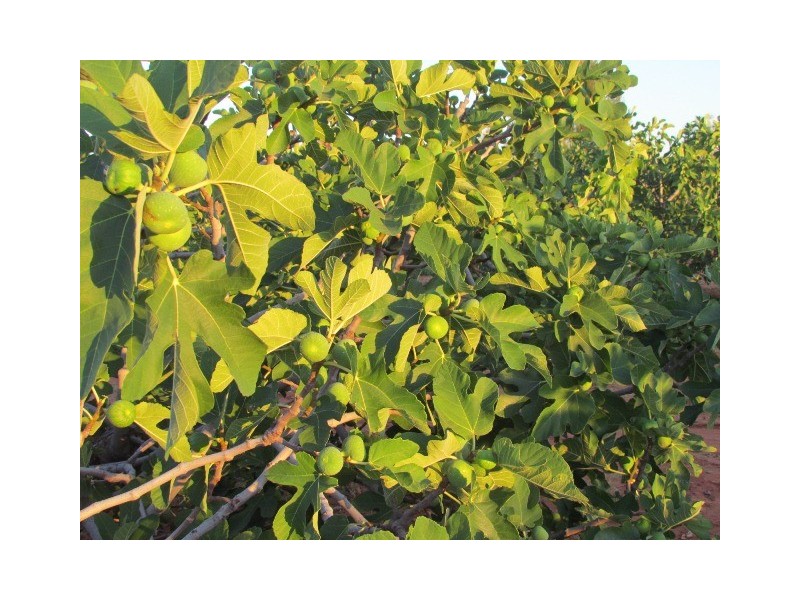 NTP 1933 Rural, Alice Springs NT 0870