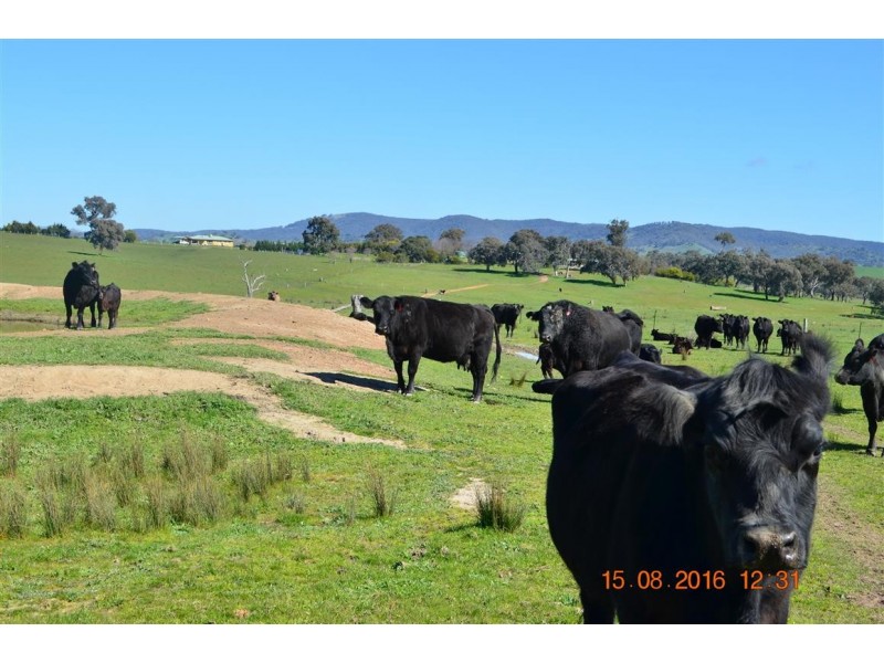 304 Brungle Road, Tumut NSW 2720