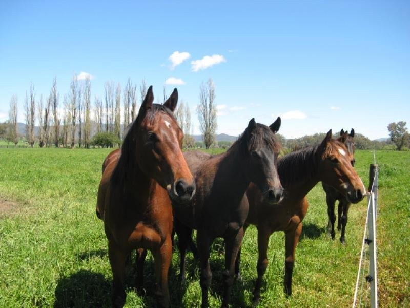 439 Little River Road, Tumut NSW 2720