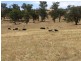Lot 1/ Lacmalac Road, Tumut NSW 2720