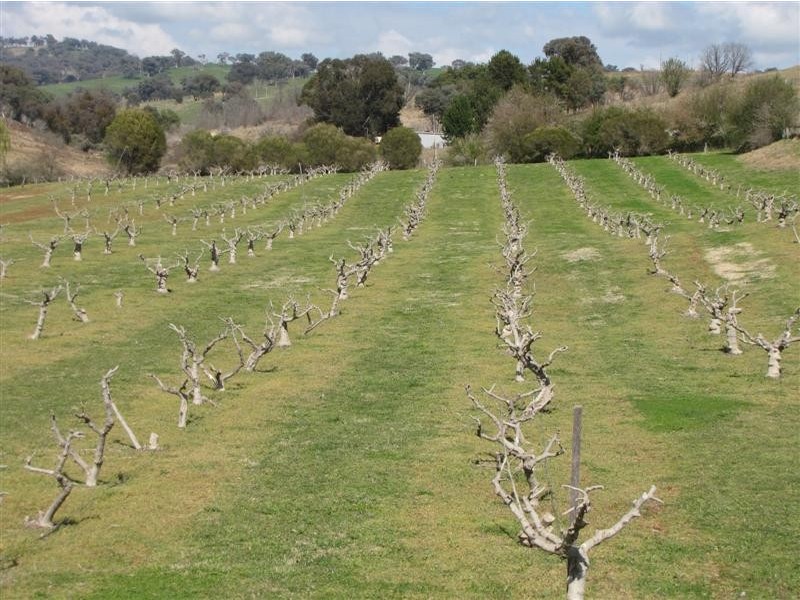 - Back Sandy Gully Road, Adelong NSW 2729