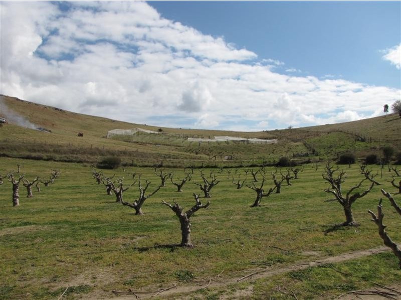 - Back Sandy Gully Road, Adelong NSW 2729