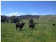 1530 Yaven Creek Road, Adelong NSW 2729