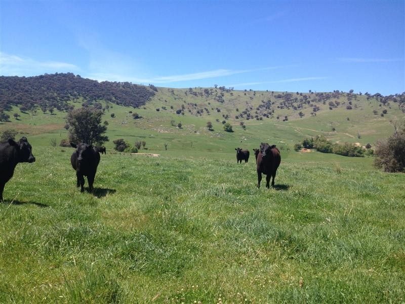 1530 Yaven Creek Road, Adelong NSW 2729