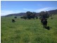 1530 Yaven Creek Road, Adelong NSW 2729
