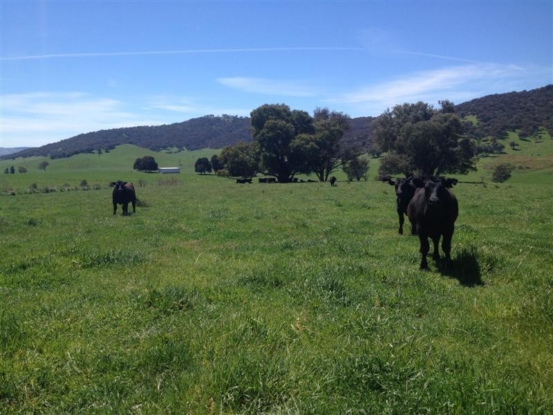 1530 Yaven Creek Road, Adelong NSW 2729