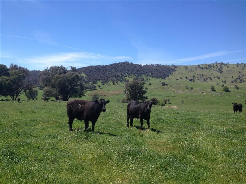 1530 Yaven Creek Road, Adelong NSW 2729