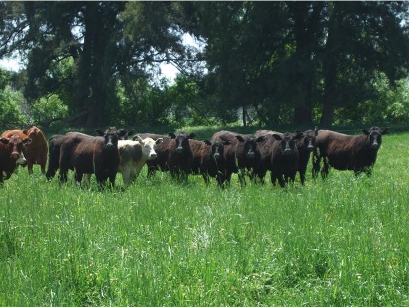 233 Nimbo Road, Brungle NSW 2722