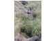 Lot 21 West Gilmore Road, Tumut NSW 2720