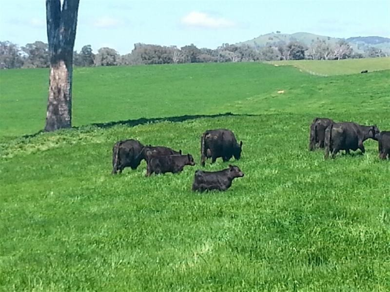 - ETHAM PARK 511 Ellerslie Road, Adelong NSW 2729