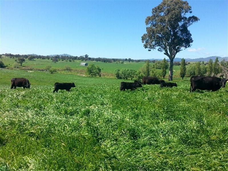 - ETHAM PARK 511 Ellerslie Road, Adelong NSW 2729