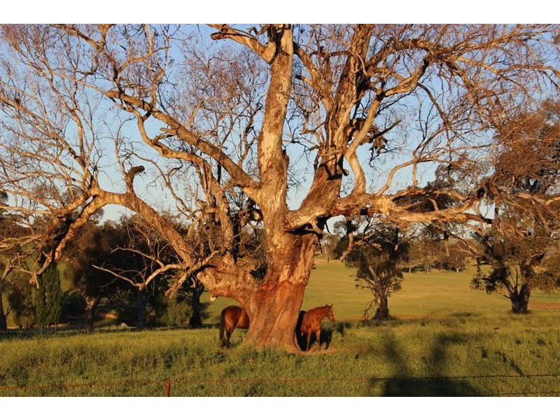 - ETHAM PARK 511 Ellerslie Road, Adelong NSW 2729