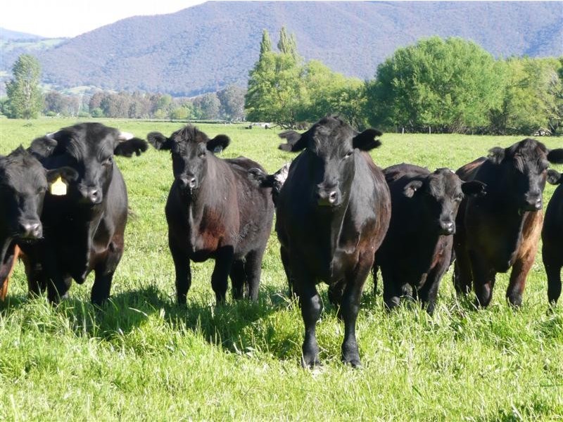 . Homesdale Tumut Plains Road, Tumut NSW 2720