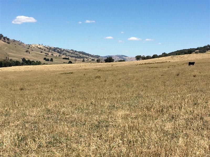lot 8222 Yaven Creek Road, Adelong NSW 2729