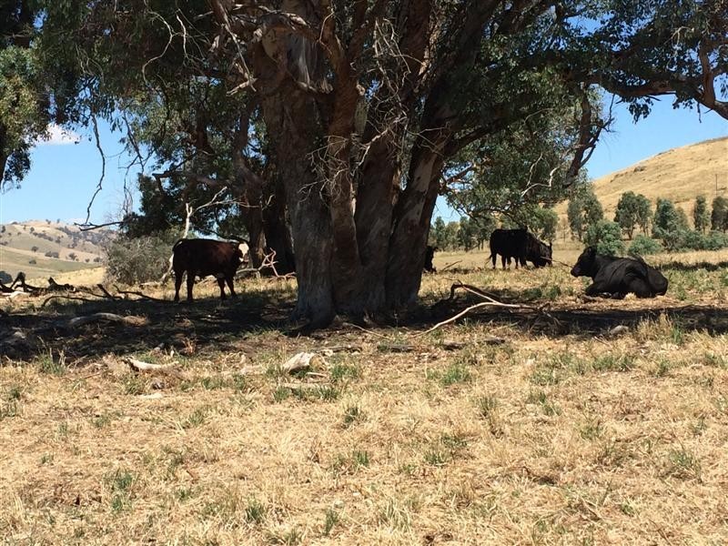 lot 8222 Yaven Creek Road, Adelong NSW 2729