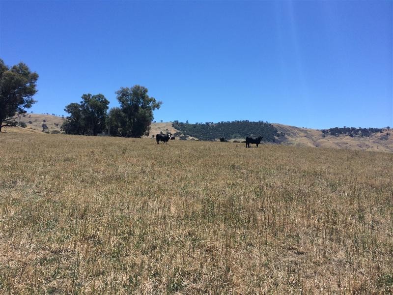 lot 8222 Yaven Creek Road, Adelong NSW 2729