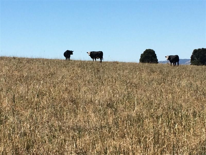 lot 8222 Yaven Creek Road, Adelong NSW 2729