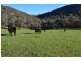 486 Goobarragandra Road, Tumut NSW 2720