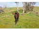 1925 Gocup Road, Tumut NSW 2720