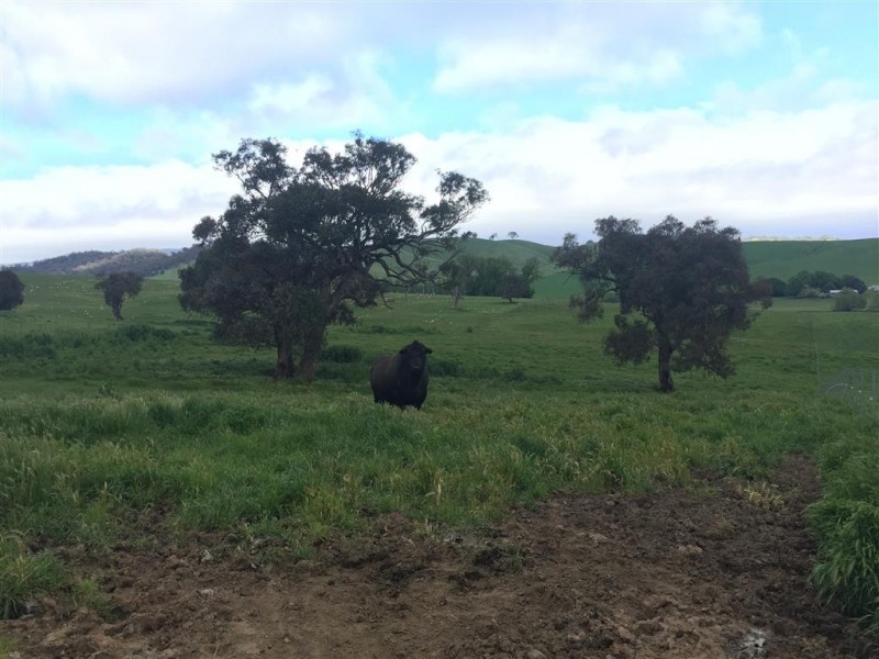 3938 Snowy Mountains Highway, Adelong NSW 2729