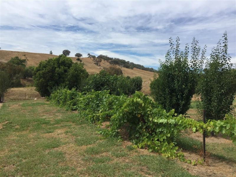 224 Back Sandy Gully Road, Adelong NSW 2729