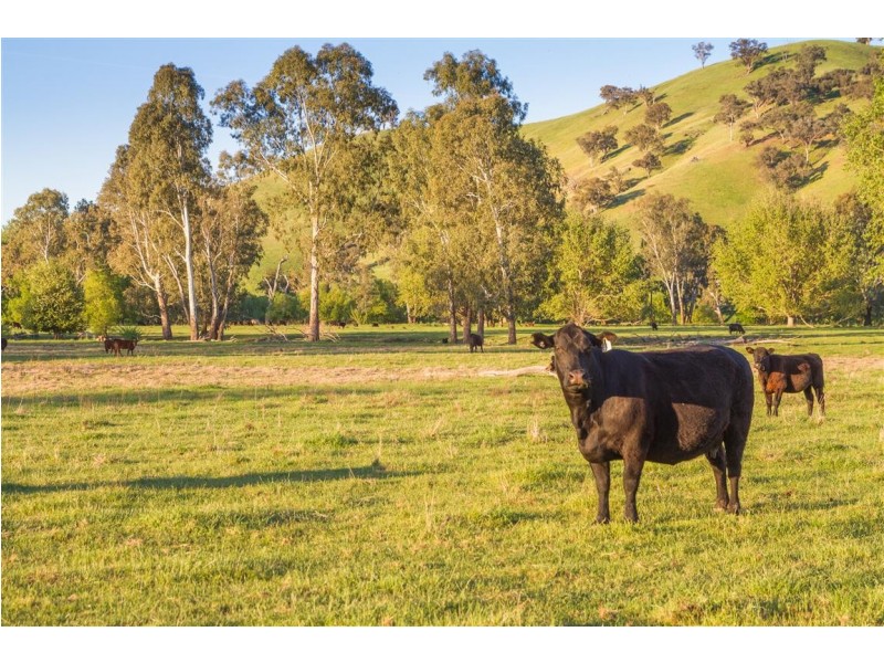 194 Quidong Road, Tumut NSW 2720