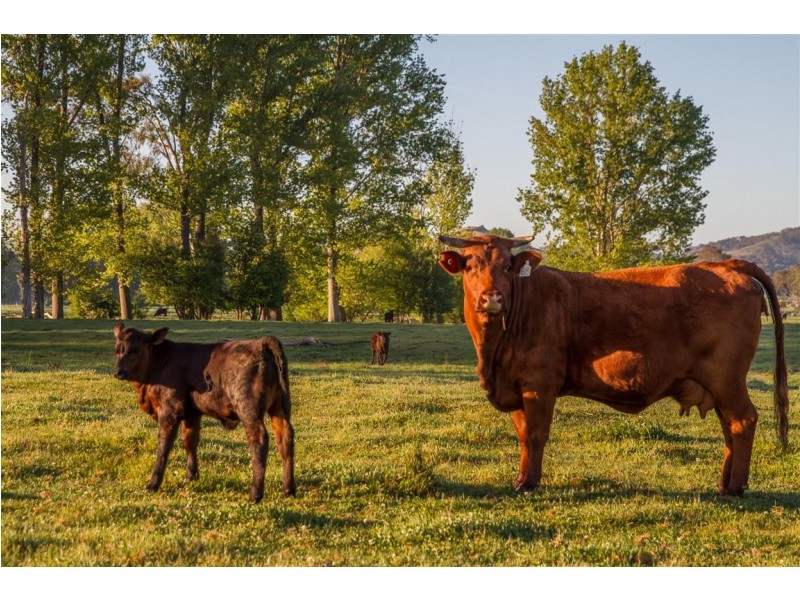 194 Quidong Road, Tumut NSW 2720