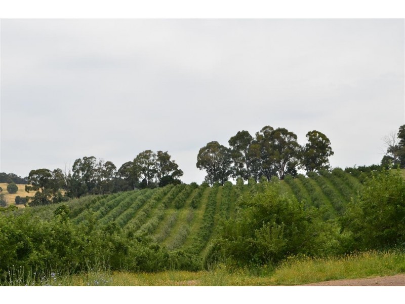 00 ‘Muttaroo’ Mines Road, Batlow NSW 2730