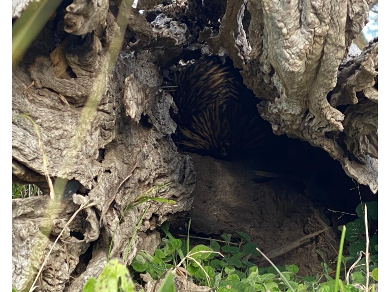 Willowie 5 Mile Creek Road, Gundagai NSW 2722