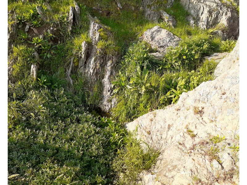 Willowie 5 Mile Creek Road, Gundagai NSW 2722