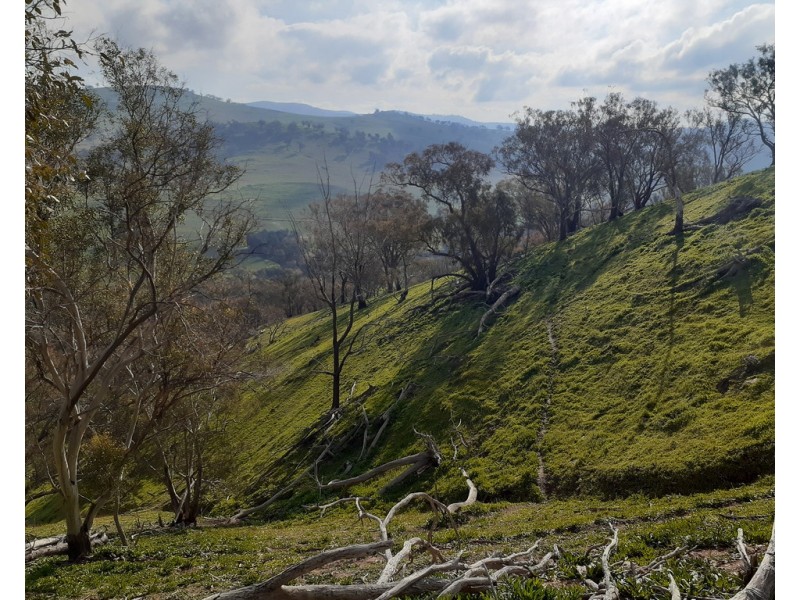 Willowie 5 Mile Creek Road, Gundagai NSW 2722
