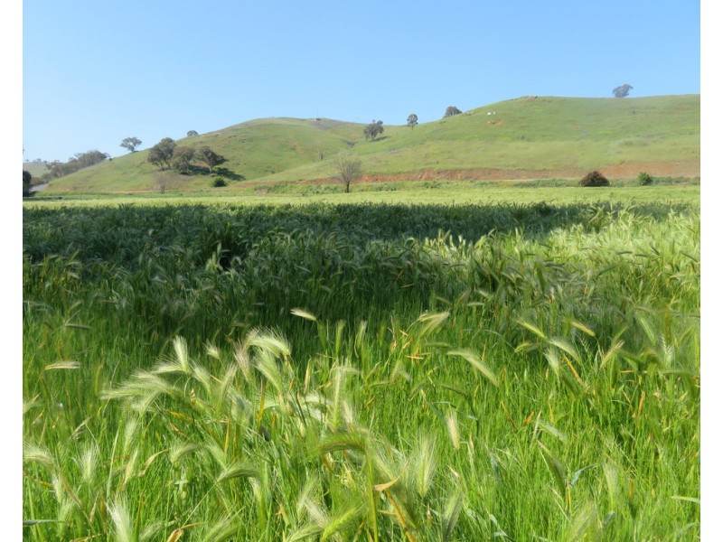 89 Brungle Road, Gundagai NSW 2722