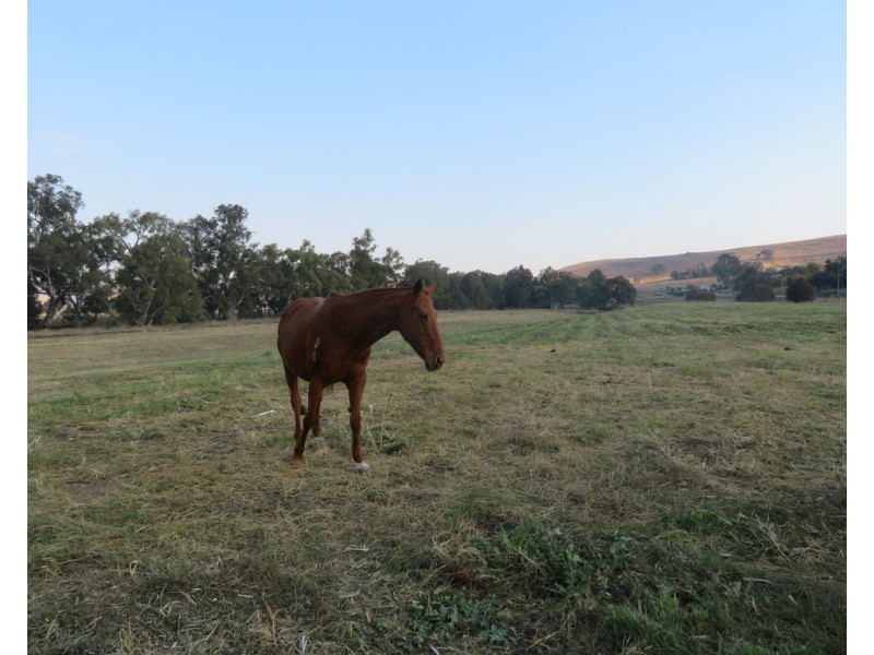 12 Camp Street, Gundagai NSW 2722