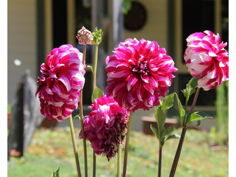 2/55 Alta Villa Road, Batlow NSW 2730