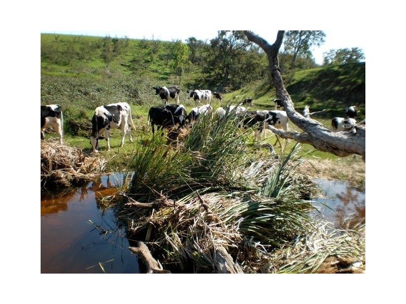 1 Gutheries Road, Bemboka NSW 2550