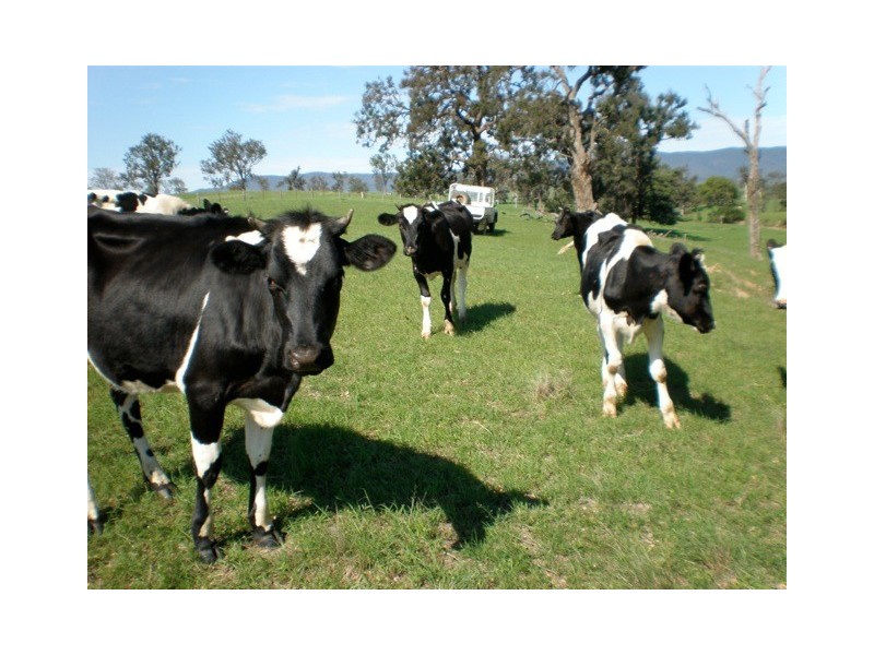 1 Gutheries Road, Bemboka NSW 2550