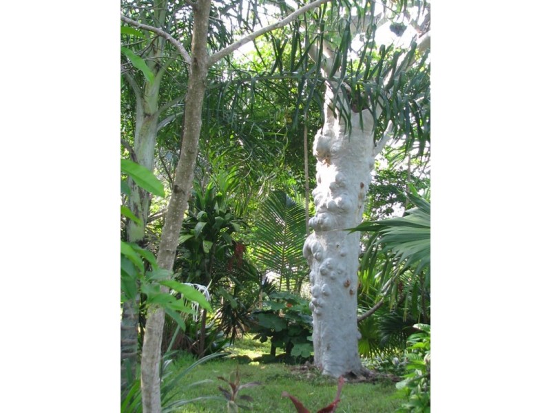 46 Parkland Drive, Woodwark QLD 4802