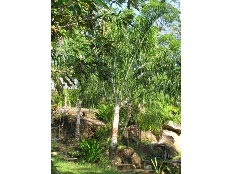 46 Parkland Drive, Woodwark QLD 4802