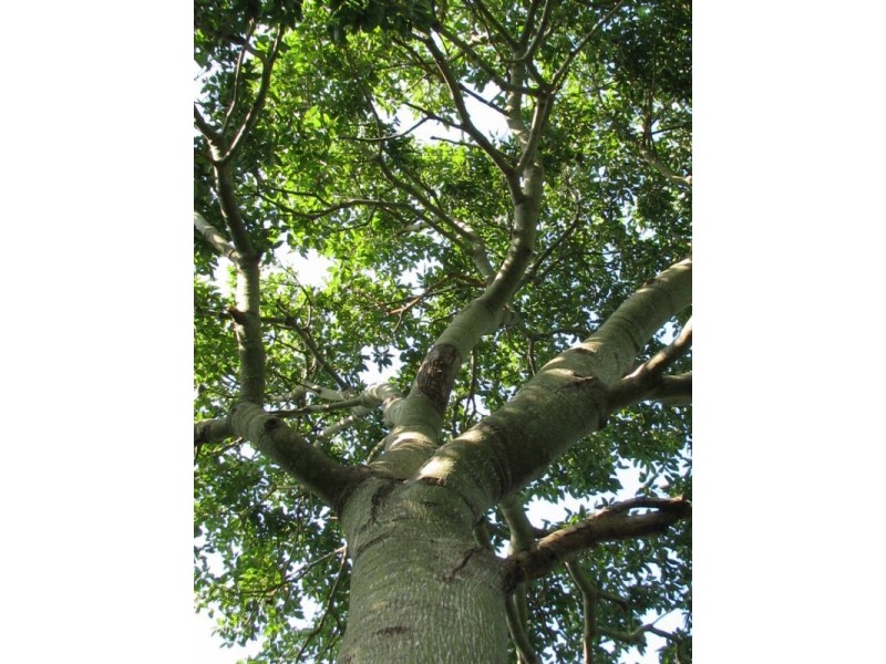 46 Parkland Drive, Woodwark QLD 4802