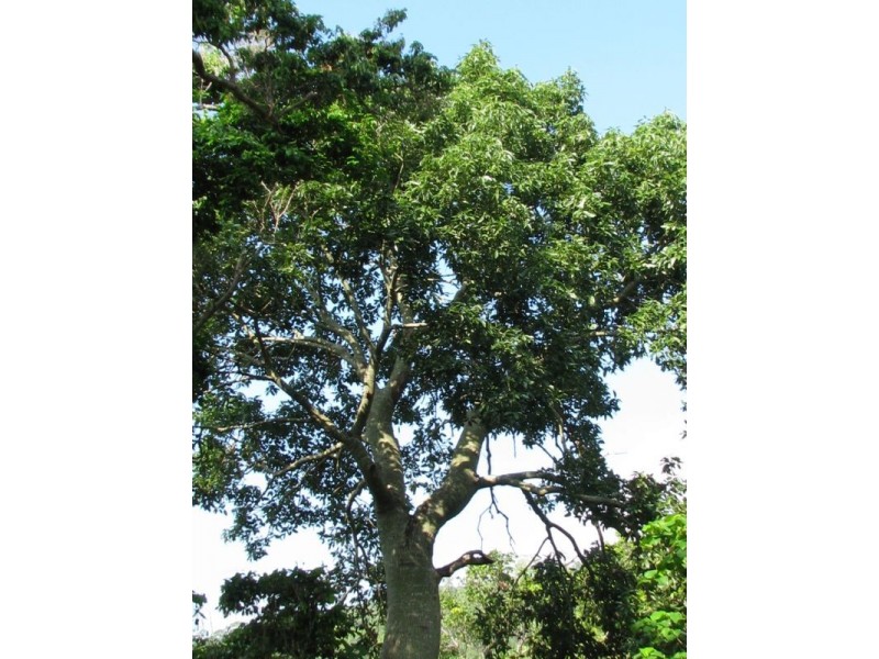 46 Parkland Drive, Woodwark QLD 4802