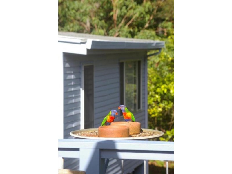 49 Cardwell St, Arakoon NSW 2431