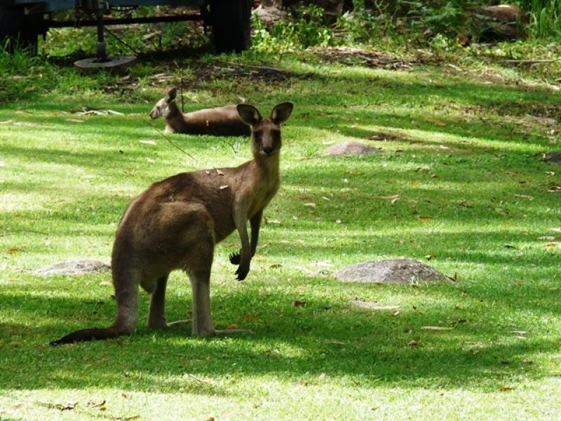 91 Arakoon Rd, Arakoon NSW 2431