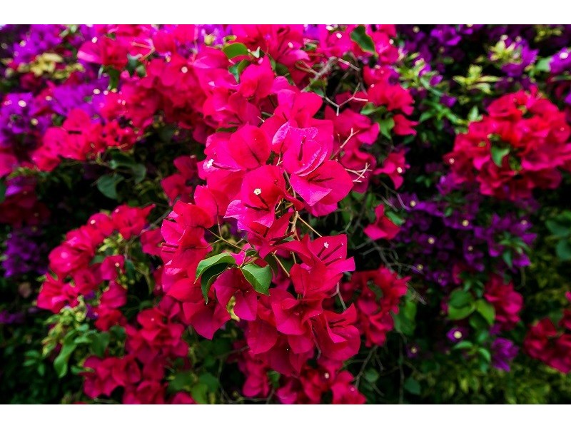 20 Draper Street, Largs North SA 5016